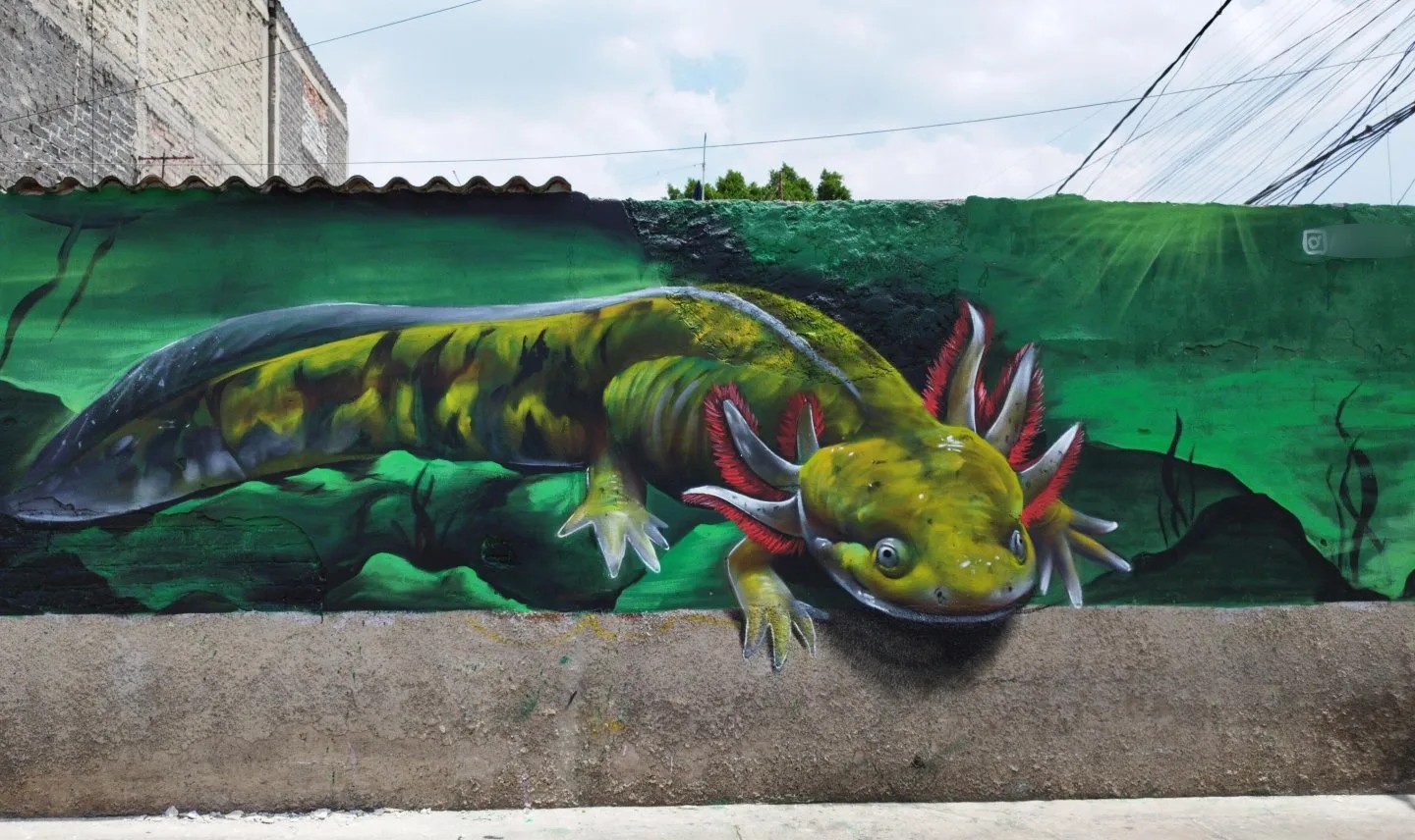 Axolotl