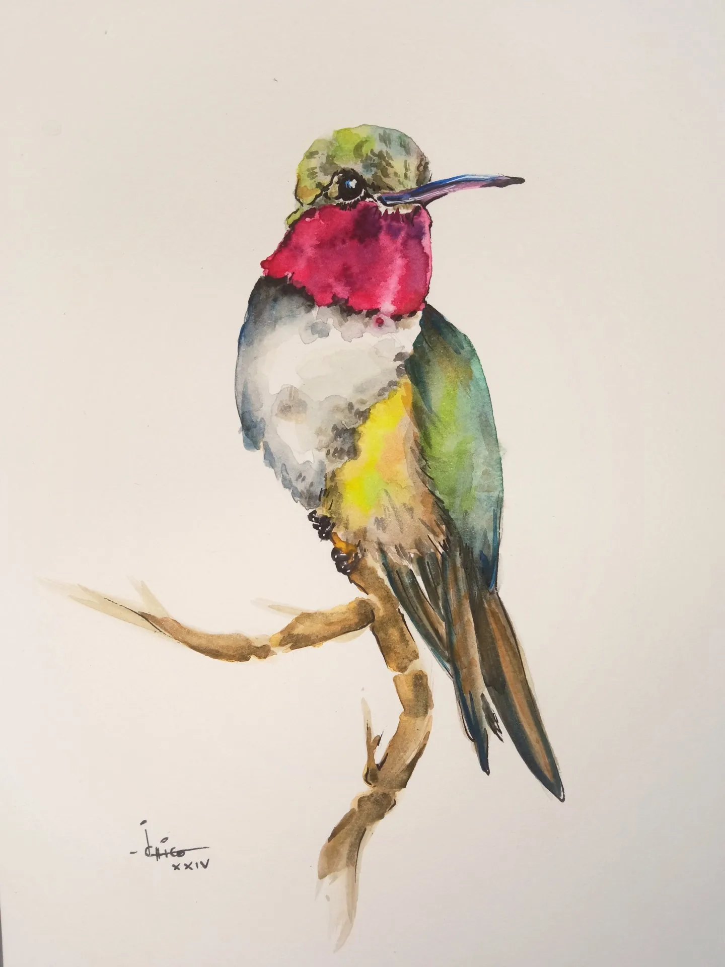 Acuarela de colibrí garganta rubi