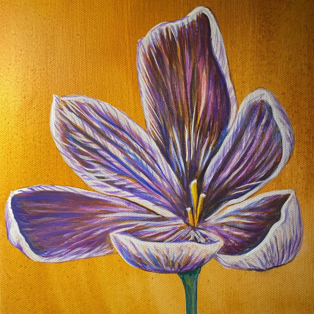 Purple Crocus