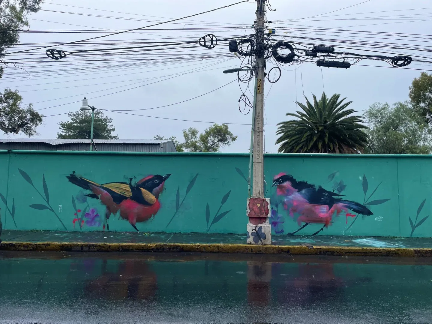 Aves