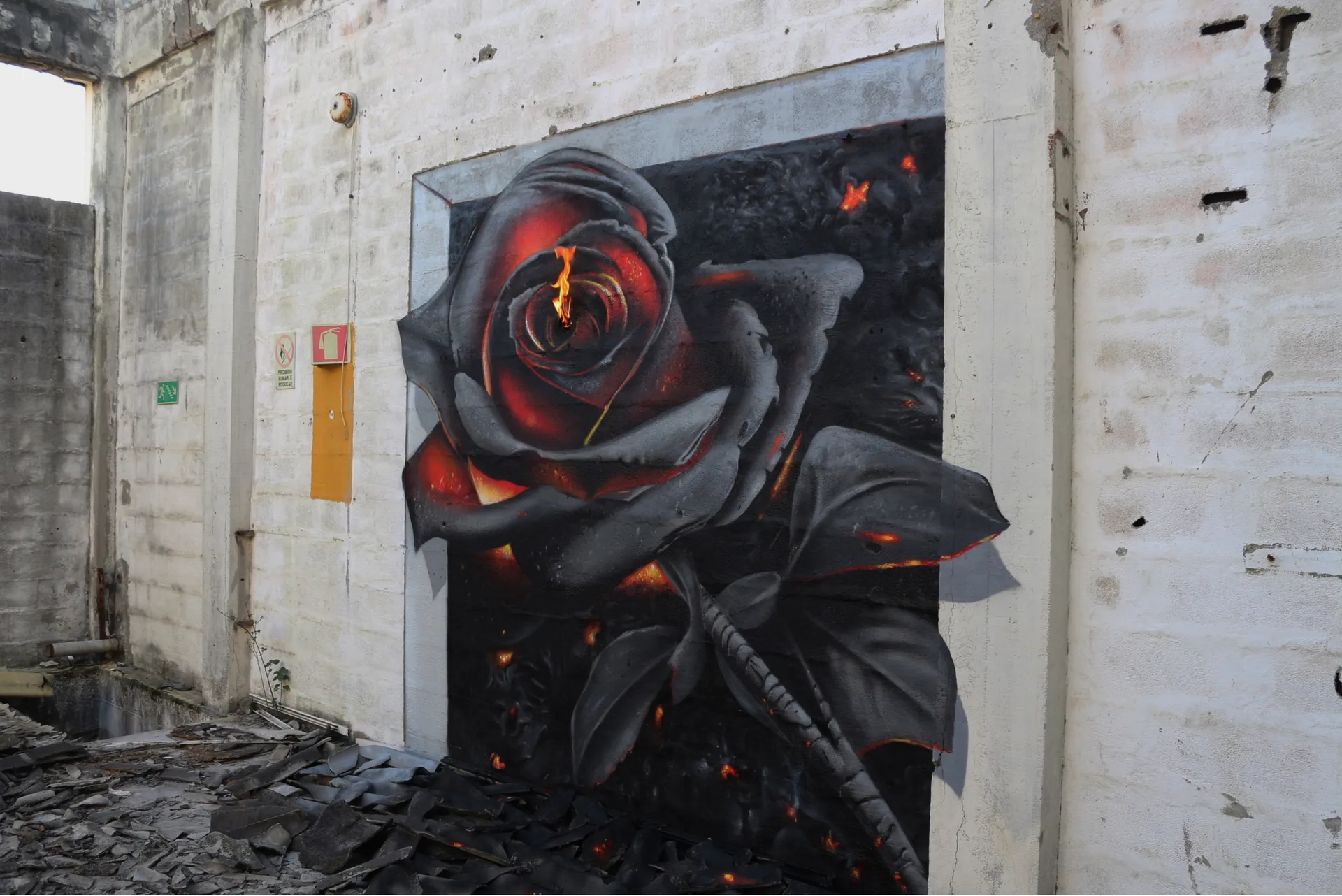Rebirth rose”