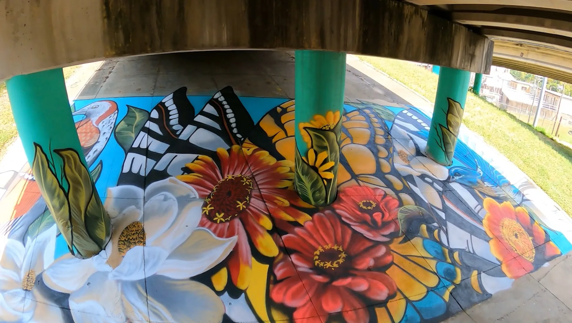 Urban Wild