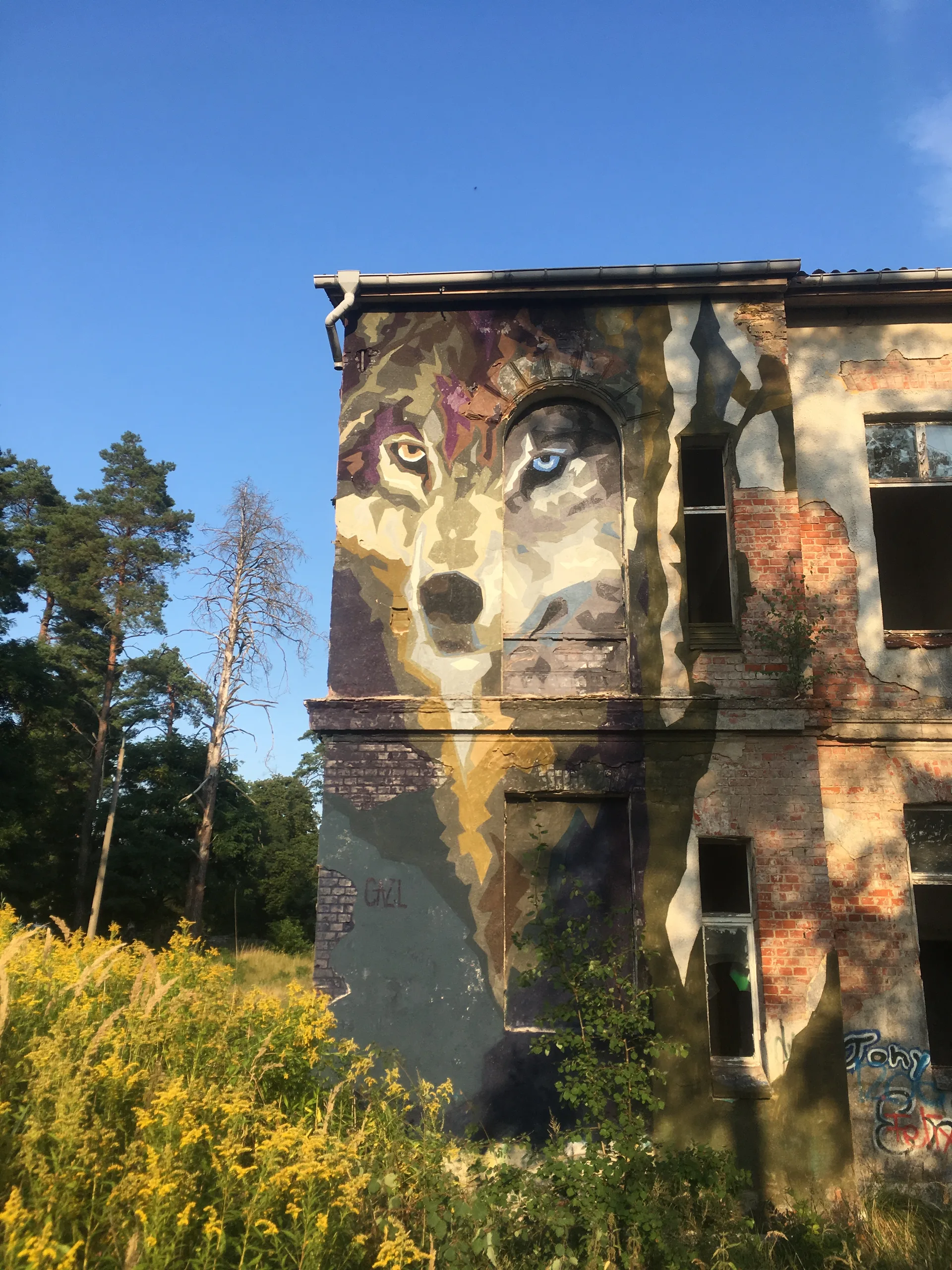 The Return Of The Wolf