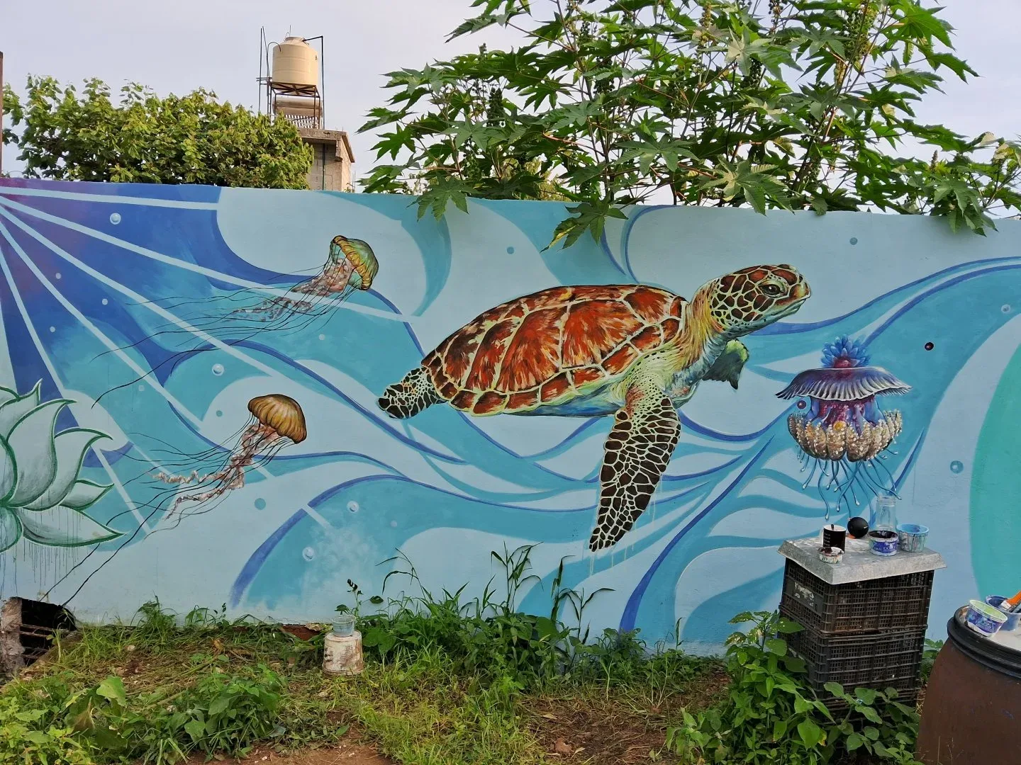 Tortuga Carey y sus medidas/alimento