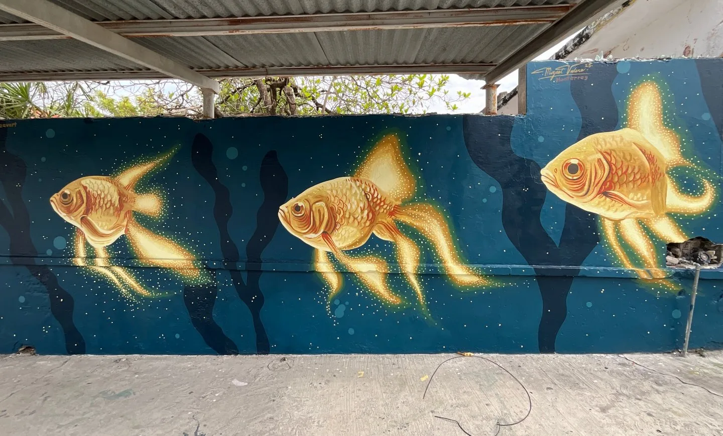Peces Galaxia